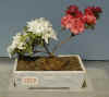 Plant06